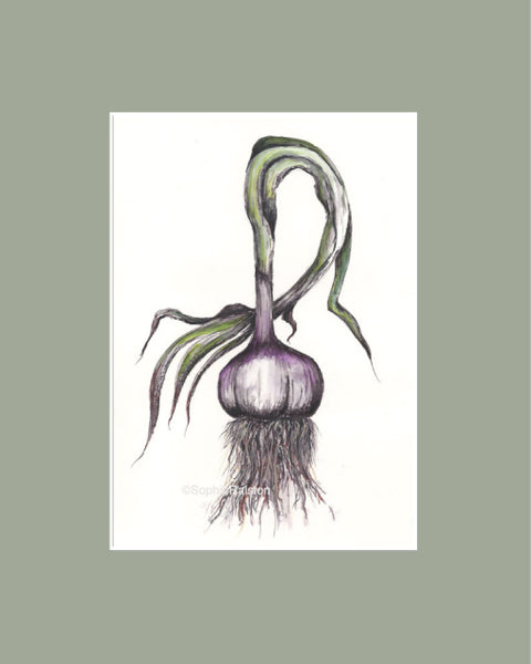 Garlic Original Watercolor Print