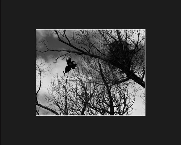 Magpie Ascending to Nest