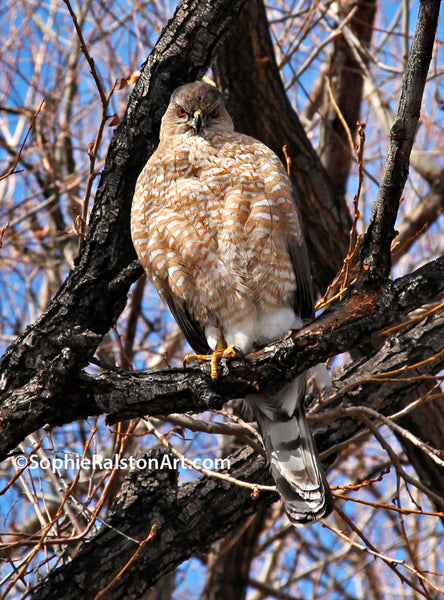 Cooper's Hawk