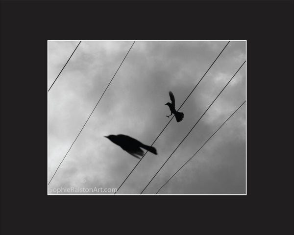 Silhouetted Birds Flying Between Lines