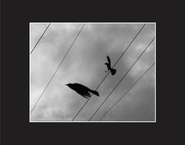 Silhouetted Birds Flying Between Lines