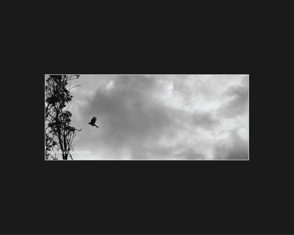 Silhouetted Bird Flying Against Widescape Clouds