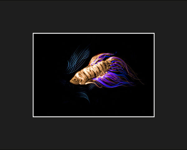 Fish (Light Painting Photograph)