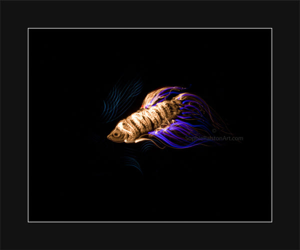 Fish (Light Painting Photograph)