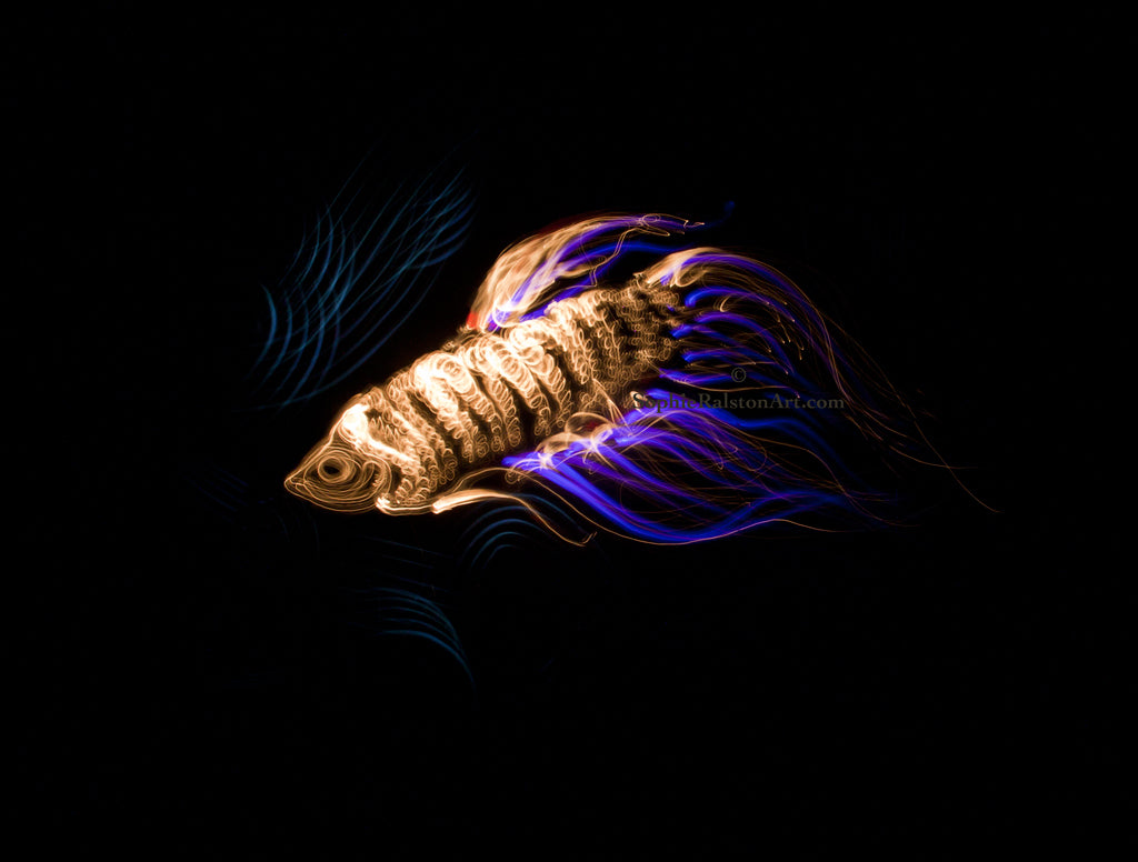 Fish (Light Painting Photograph)