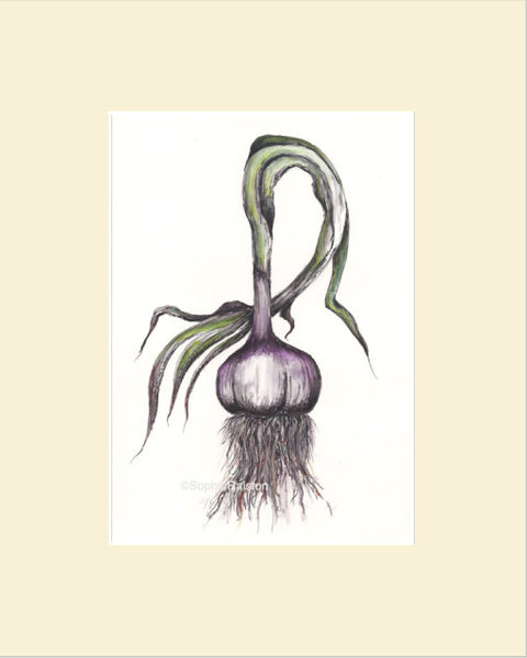 Garlic Original Watercolor Print