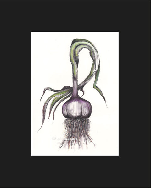 Garlic Original Watercolor Print