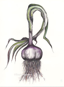 Garlic Original Watercolor Print