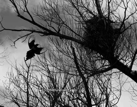 Magpie Ascending to Nest