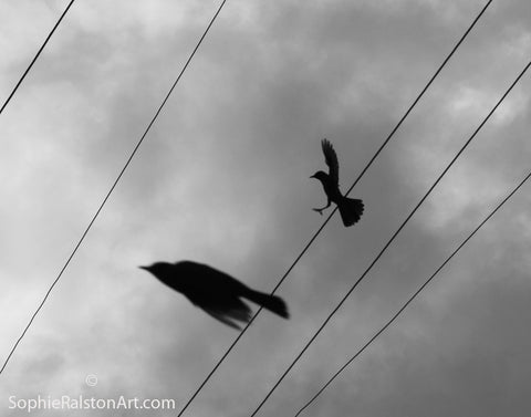 Silhouetted Birds Flying Between Lines