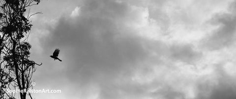 Silhouetted Bird Flying Against Widescape Clouds