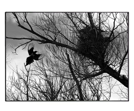 Magpie Ascending to Nest, 5x7 Print of Original Photograph