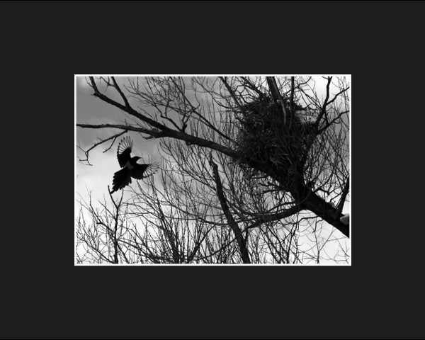 Magpie Ascending to Nest, 5x7 Print of Original Photograph