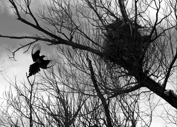 Magpie Ascending to Nest, 5x7 Print of Original Photograph