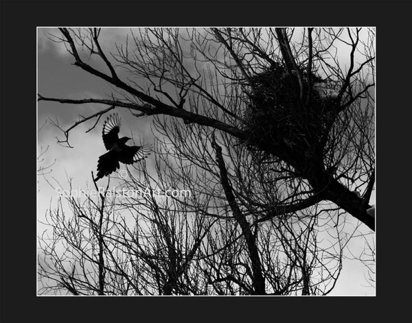 Magpie Ascending to Nest