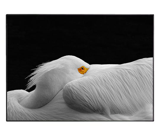 Wing-wrapped Pelican, 5x7 Print of Original Photograph