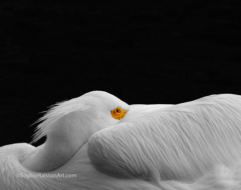 Wing-wrapped Pelican