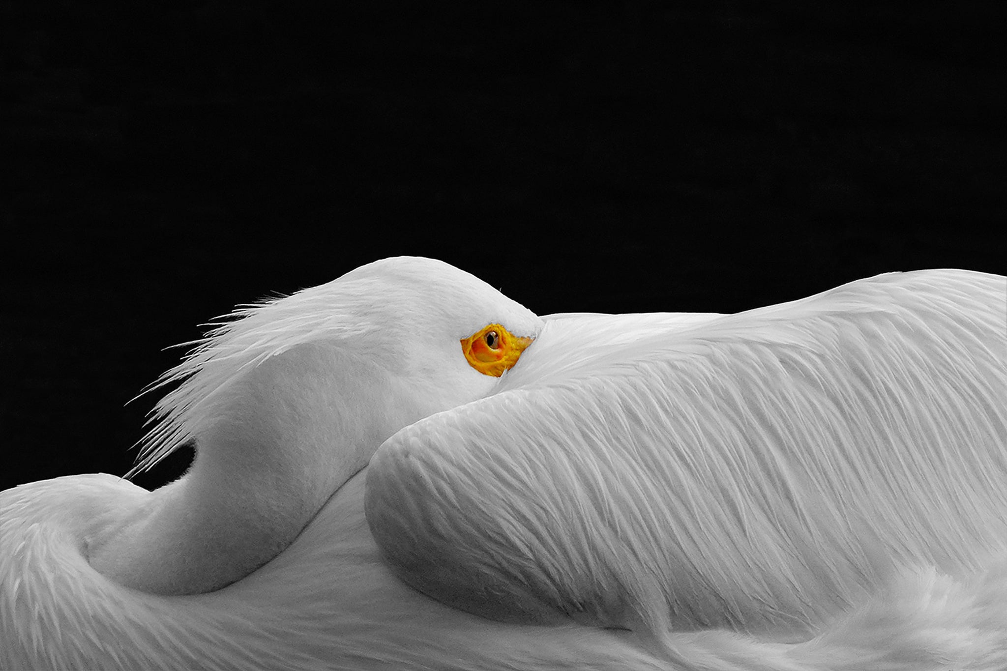 Wing-wrapped Pelican, 5x7 Print of Original Photograph