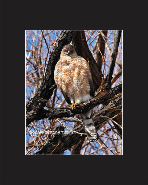 Cooper's Hawk