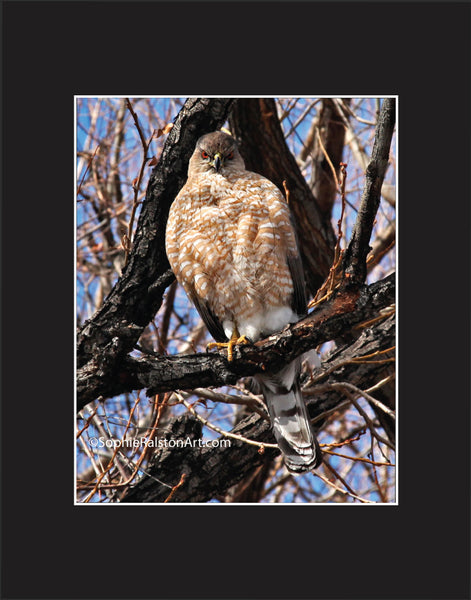 Cooper's Hawk